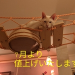 キャットウォーク吊橋　猫桶🐾