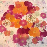 ♡new♡  ♡可愛い押し花セット♡ ♡たくさん入って使いやすい押し花セット♡
