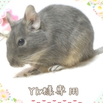 YK様専用