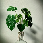 モンステラ N3フェイクグリーン　根付き　人工観葉植物　