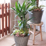 ユッカとリーフの寄せ植え　ブリキバケツ
