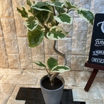 光触媒　人工観葉植物　ウォールグリーン　造花　インテリア　アルテシマ43