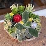 1点限り！多肉寄植え