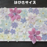 押し花　素材　花いろいろ(あじさい)(２７枚)　９８３