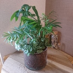 元気なハイドロカルチャー、寄せ植え、ギャザリング、観葉植物。