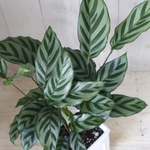 カラテア♡フレディ♡観葉植物♡インテリアグリーン♡４号陶器鉢♡