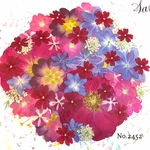 ♡new♡  ♡可愛い押し花セット♡ ♡たくさん入って使いやすい押し花セット♡