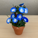 朝顔の花鉢     4