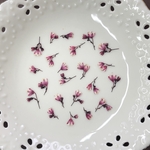 ファイャーチーフ(押し花)
