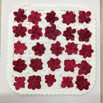  NO.342 バッカスピンクのミニ八重紫陽花／押し花素材