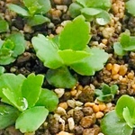 子宝草の育苗のみ販売☆植え替え簡単☆多肉植物☆観葉植物