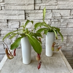 【観葉植物】ネペンテス