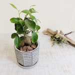 幸せを運ぶ『ガジュマルの木』4号 グレー陶器鉢　受け皿付き　観葉植物　インテリア