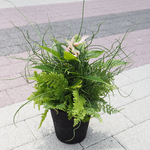 土を使わないインテリアプランツ　観葉植物寄せ植え