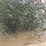 プリザーブドフラワー　かすみ草　花材　ブルーグリーン