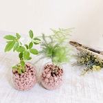 Eco plants『シェフレラ&アスパラガス』ピンク　観葉植物　インテリア