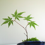 モミジ盆栽③・無農薬