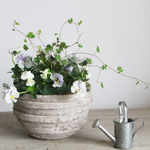 ぞうさんビオラとスペードの葉のギャザリング-季節の花の寄せ植え-