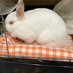 L字（U字）クッション　小動物用　