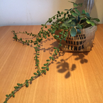 グリーンネックレスの寄せ植え