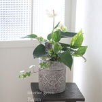 🌿観葉植物❁シンプルbeautyアンスリウムWhite❁❀✿✾プレゼントにも最適！！