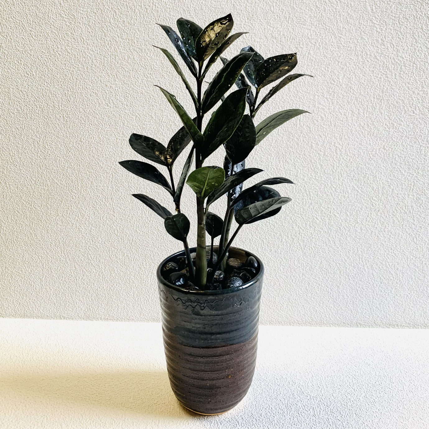 レイヴン 4.5号 立派 超希少 黒い観葉植物 ザミオクルカス