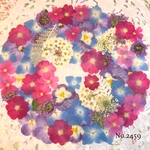 ♡new♡  ♡可愛い押し花セット♡ ♡たくさん入って使いやすい押し花セット♡