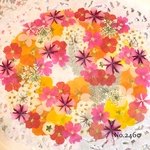 ♡new♡  ♡可愛い押し花セット♡ ♡たくさん入って使いやすい押し花セット♡