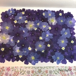 ♡new♡選別前だからお安く♡バーベナの押し花セット♡