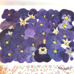 ♡new♡送料無料 ☆ビオラ☆ 押し花セット