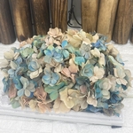 初出店❣️希少品種❣️珍色バイカラーアジサイ小分け❣️ハンドメイド花材プリザーブドフラワー