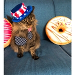 再再再再再入荷！！アメリカ国旗柄のネクタイ猫ちゃんの首輪