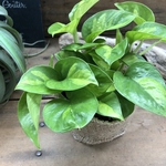 ポトス♡グローバルグリーン♡最新品種♡観葉植物♡インテリア