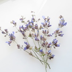 ドライフラワー　セージの花