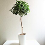 ●数量限定●再販● 希少  ”フィカス　ナナ　鉢カバー付（whiteプラ鉢）"　観葉植物　植木鉢　フィカスナナ　ゴムの木　ガジュマル　ベンジャミン　インテリア