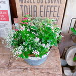 夏にぴったり♡【夏花火２色寄せ植え】シルバー系ブリキ鉢！ナチュラルガーデニング♡