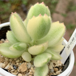 人気品種！★コチレドン属 熊童子錦 多肉植物 自家栽培 国産