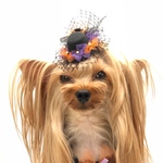 犬アクセサリー　★ハロウィンハット★
