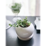 【再再販】Green on desk フィッカス・プミラ＊可愛い品種“コアラ”