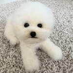 羊毛フェルト　犬　ビションフリーゼ　トイプードル　アフロ