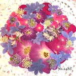 ♡new♡  ♡可愛い押し花セット♡ ♡たくさん入って使いやすい押し花セット♡