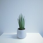 ●再販●エコプラント ”バキュラリス　ミカド　鉢付き（オランダ製）”　サンスベリア　エコプラント　多肉植物　希少　観葉植物　空気清浄