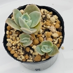 多肉植物　ラブリーローズ