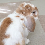 ☆n…様専用ページ☆