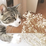 minatoneroma様専用ページ🐾