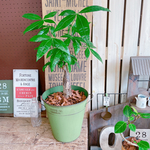 現品♡【パキラ】育てやすい人気の観葉植物♡ナチュラルグリーン！ステキなみどり系ブリキ鉢♪