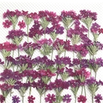 特価　バーベナの押し花②