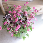 魔女の虫除けハーブの寄せ植え（送料込み）
