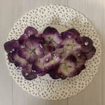 紫陽花のバレッタ