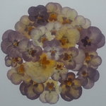 押し花　ビオラ　ピンク　中輪タイプ